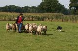 BORDER COLLIE - MOUTONS 042